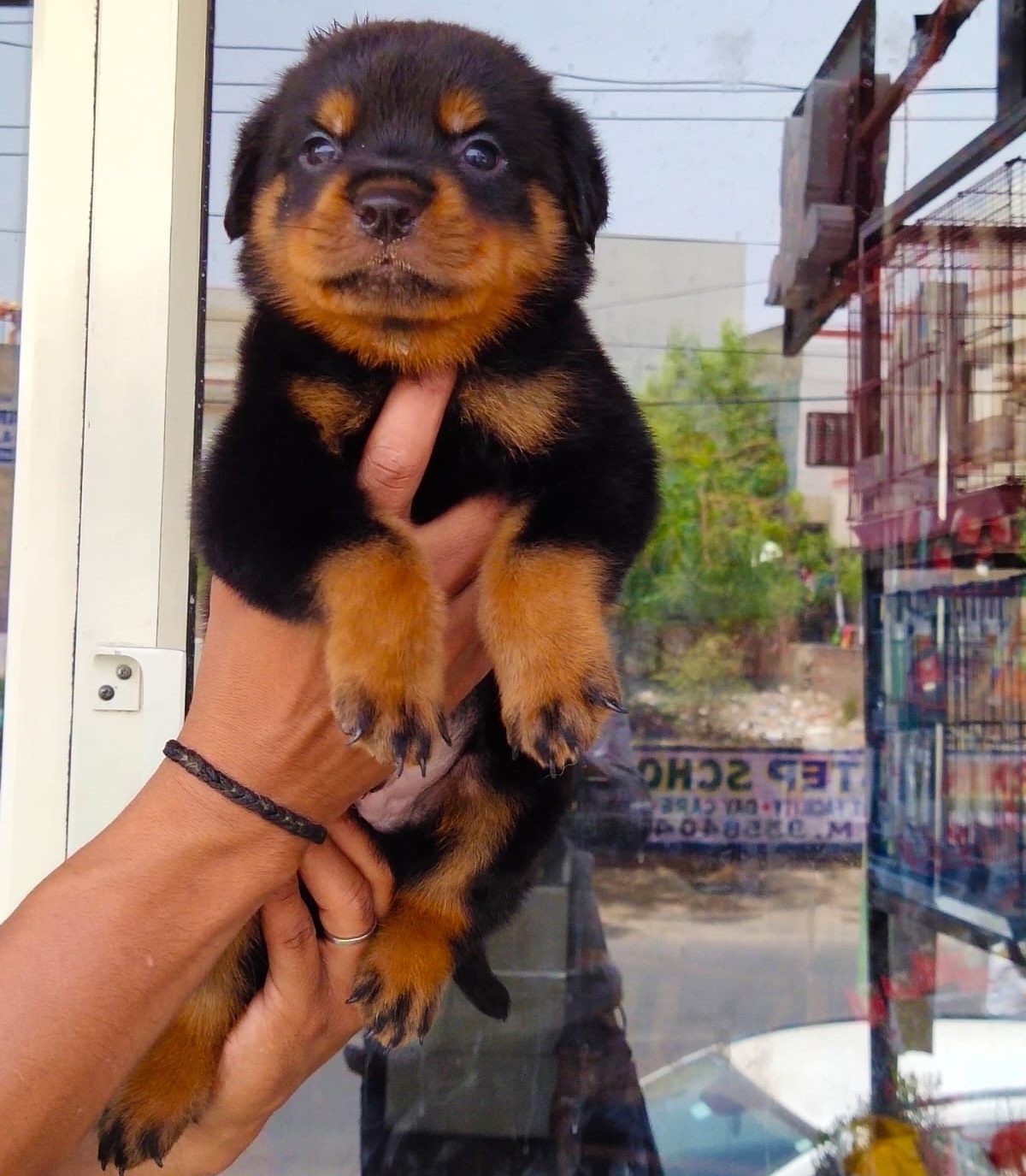 rottweiler puppies from india. Breeder: shyamghan